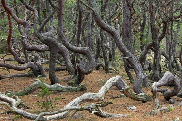 Creative Highlights World Windgepeitschte WaldRotföhre (Pinus sylvestris) mit verzerrten Formen im Trollskogen, verwunschener Wald, Trollwald, Öland, Öland, Schweden, Europa *** windgepeitschte ForestRed pine Pinus sylvestris with distorted form at Trollskogen, verwunschener Forest, Troll forest, Öland, Öland, Sweden, Europe Copyright: imageBROKER/alimdix/xArterrax/xSven-ErikxArndt ibltsm09936403.jpg