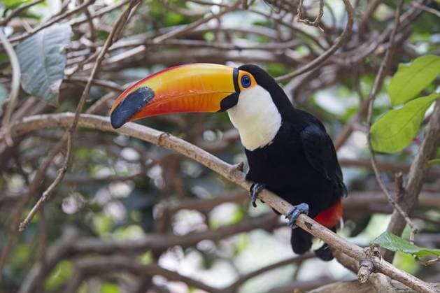 Creative Highlights World Toco Tukan, Riesentukan (Ramphastos toco), Riesentukan, der in einem Baum in einem tropischen Wald sitzt, Vorkommen in Südamerika *** Toco Toucan, Giant Toucan Ramphastos Toco , Giant toucan, the in a Tree in a tropical Forest sits, Occurrence in South America Copyright: imageBROKER/alimdix/xArterrax/xMaricaxvanxderxMeer ibltsm09936492.jpg