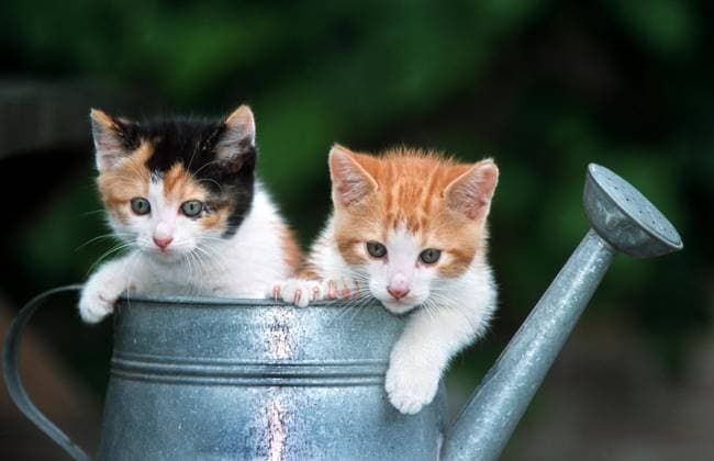 Zwei niedliche Katze (Felis catus) in der Gießkanne *** Two cute Cat Felis catus in the Watering can Copyright: imageBROKER alimdix xArterrax xJohanxDexMeester ibltsm09947301.jpg