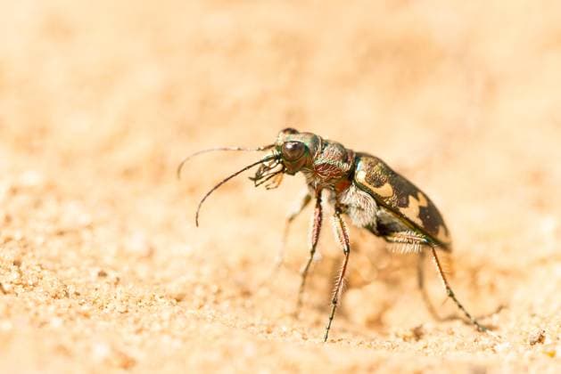 Creative Highlights World Dünen-Sandlaufkäfer oder Kupferbrauner Sandlaufkäfer (Cicindela hybrida) steht aufgerichtet auf Sandboden, um der Hitzestrahlung des sandigen Untergrunds zu entkommen, Nahaufnahme mit Blick nach links, deutlich sichtbare Antennen, Facettenaugen und Texturdetails, Schwindebecker Heide, Naturpark Lüneburger Heide, Niedersachsen, Deutschland, Europa *** Dunes tiger beetles Or Copper Brown tiger beetles Cicindela hybrida is Aufgerichtet at Sandy soil, at the Heat radiation of sand Underground to escape, Close-up with View to left, clearly visible Antennas, compound eyes and Texture details, Schwindebecker Heide, Nature Park Lüneburg Heide, Lower Saxony, Germany, Europe Copyright: imageBROKER/CarolaxVahldiek ibxcva09953930.jpg