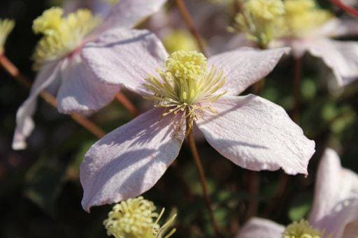 A closeup shot of a white-petaled Clematis Montana flower on a blurred background 150006 RECORD DATE NOT STATED