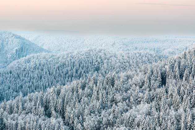 Creative Highlights World Winterlicher Fichtenwald (Picea), Kieferngewächse (Pinaceae), Schnee, Winter, Morgendämmerung, Fridingen, Donautal, Naturpark Obere Donau, Baden-Württemberg, Deutschland, Europa *** Winterlicher Spruce forest Picea , Pine trees Pinaceae , Snow, Winter, Dawn, Fridingen, Danube valley, Nature Park Upper Danube, Bathing Württemberg, Germany, Europe Copyright: imageBROKER WolfgangxVeeser ibxwve09942795.jpg
