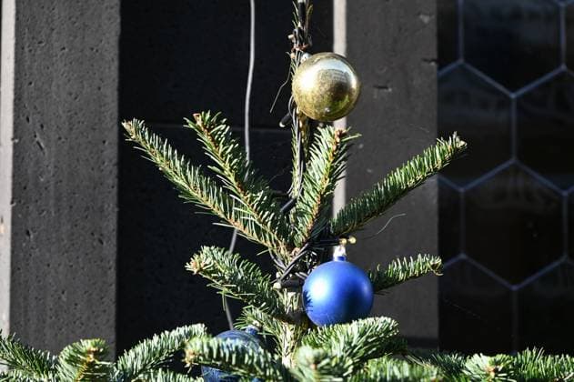 Kugeln hängen an einem Ast eines Weihnachtsbaum, Christbaum *** Balls hanging on a branch of a Christmas tree, Christmas tree