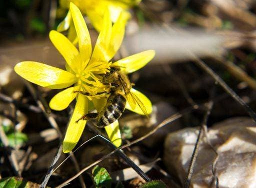 A closeup shot of a bee gathering nectars from lesser celandine flower with a blurred background 216315 RECORD DATE NOT STATED