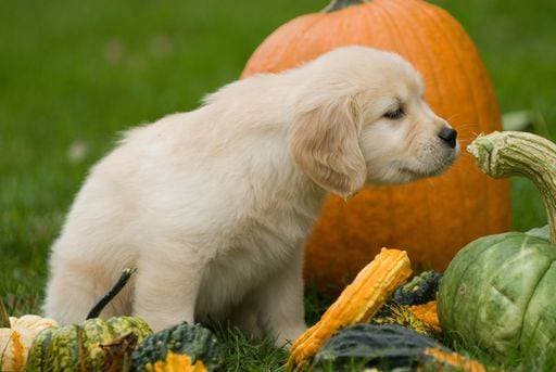 A closeup shot of an adorable white Golden retriever puppy next to pumpkins 250740 RECORD DATE NOT STATED