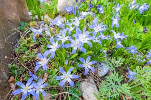 A closeup shot of blue cute glory of the snow flowers 268255 RECORD DATE NOT STATED