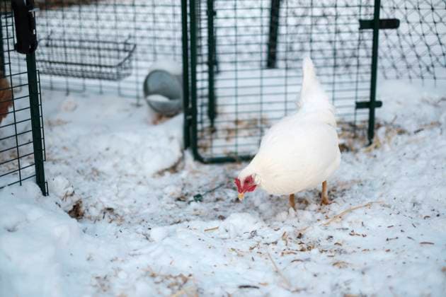 A white chicken on a snowy winter day Denver, Colorado, United States R_PALI231219G-924127-01
