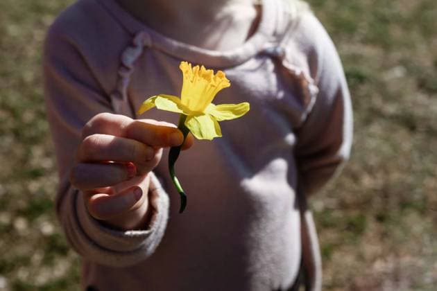 Child holding a yellow daffodil flower Murphysboro, Illinois, United States R_WEKW231218-1309102-01 ,model released, Symbolfoto