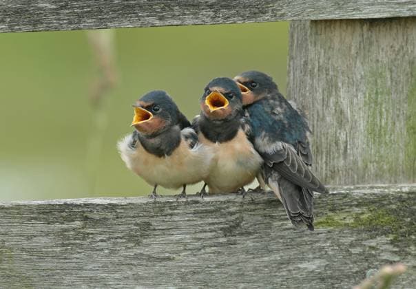 Rauchschwalbe, Rauch-Schwalbe (Hirundo rustica), sperrende Jungvoegel auf einem Holzzaun, Niederlande, Nordholland, Wieringermeer barn swallow (Hirundo rustica), begging young birds on a wooden fence, Netherlands, Northern Netherlands, Wieringermeer BLWS700377 *** Barn swallow, Smoke Swallow Hirundo Rustica , blocking Jungvoegel at a Wooden fence, Netherlands, North Holland, Wieringermeer Barn Swallow Hirundo Rustica , begging Young Birds ON a Wooden fence, Netherlands, Northern Netherlands, Wieringermeer BLWS700377 Copyright: xblickwinkel AGAMI R.xVisscherx