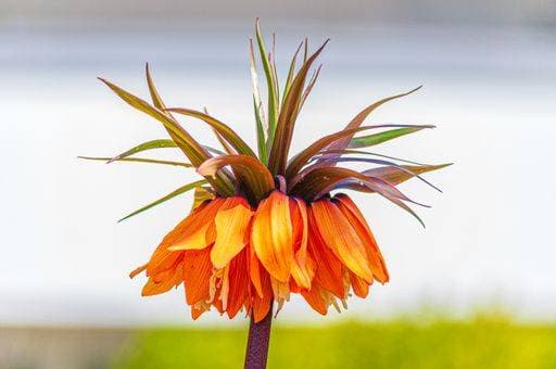 A closeup shot of a beautiful crown imperial flower on a blurred background 304116 RECORD DATE NOT STATED