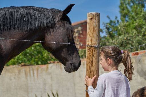 IMAGO Creative, Kinder auf dem Reiterhof A closeup selective focus shot of a beautiful horse and a small girl 314396 ,model released, Symbolfoto RECORD DATE NOT STATED