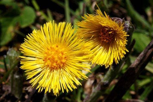 A closeup shot of coltsfoot flowers with a blurred background 318670 RECORD DATE NOT STATED