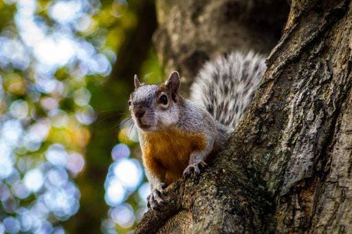 Creative Highlights World A closeup shot of a squirrel on the tree during daytime 327829 RECORD DATE NOT STATED