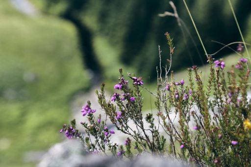 A Closeup shot of a shrub in the Wicklow mountains 349954 RECORD DATE NOT STATED