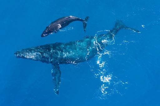 Humpback whales photographed from above with aerial drone off the coast of Kapalua, Hawaii. Mother whale and calf splash in the warm Pacific waters 387244 RECORD DATE NOT STATED