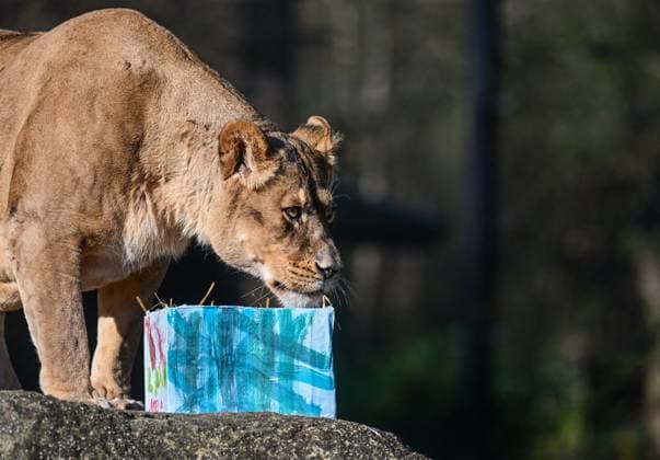 ZAGREB ZOO CHRISTMAS GIFTS Lions play with gifts they received from Santa Claus during the Christmas celebration at Zagreb Zoo in Zagreb, Croatia on December 26, 2023. IgorxSoban PIXSELL