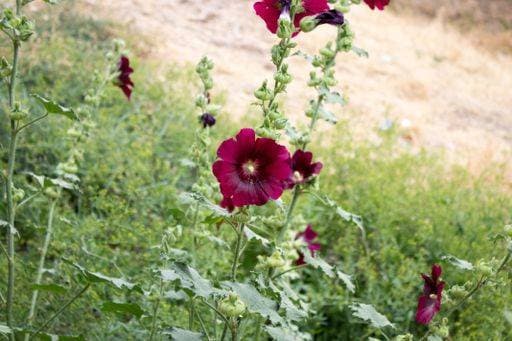A closeup shot of dark red hollyhock flowers during daylight 533424 RECORD DATE NOT STATED