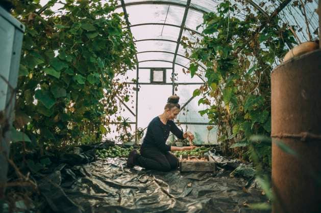 Woman putting cucumbers in crate at greenhouse model released, Symbolfoto property released, ADF00256