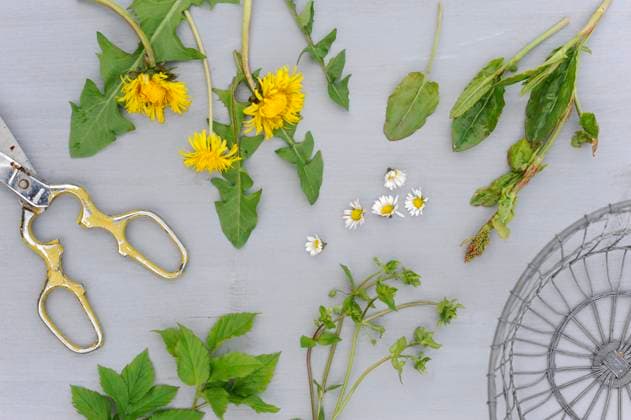 Springtime flowers and herbs flat laid on white surface, Hamburg Hamburg Deutschland Altes Land GISF00995