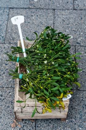 28.12.2023,Berlin,Verkauf von Misteln,der Bund kostet 3 Euro *** 28 12 2023,Berlin,Sale of mistletoe,the bundle costs 3 euros