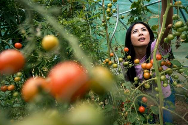 Creative Highlights Symbolbilder Beautiful woman picking tomatoes from plants in greenhouse model released, Symbolfoto property released, JOSEF22169