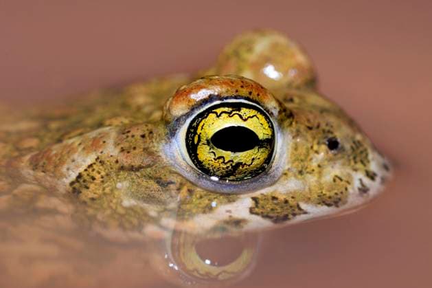 Kreuzkroete, Kreuz-Kroete (Bufo calamita, Epidalea calamita), schaut aus dem Wasser, Frankreich natterjack toad, natterjack, British toad (Bufo calamita, Epidalea calamita), looking out of the water, France BLWS699814 *** Cross croquet, Cross Kroete Bufo calamita, Epidalea calamita , looks from the Water, France natterjack toad, natterjack, British toad Bufo calamita, Epidalea calamita , Looking out of The water, France BLWS699814 Copyright: xblickwinkel AGAMI N.xBastidex