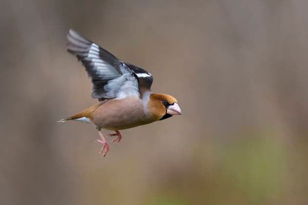 Creative Highlights World Kernbeisser (Coccothraustes coccothraustes), im Flug, Seitenansicht, Italien, Toskana hawfinch (Coccothraustes coccothraustes), in flight, side view, Italy, Tuscany, Firenze BLWS700349 *** Kernbeisser coccothraustes coccothraustes , at Flight, Side view, Italy, Tuscany Hawfinch coccothraustes coccothraustes , in flight, Side view, Italy, Tuscany, Firenze BLWS700349 Copyright: xblickwinkel AGAMI D.xOcchiatox
