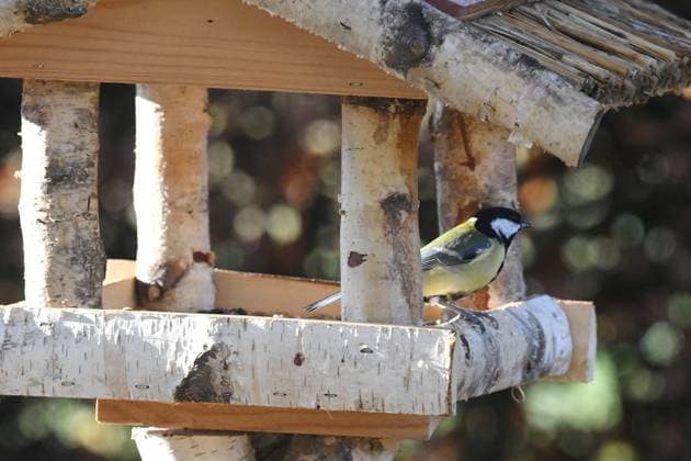 Oberirsen Themenfoto: Natur, Tier, Vogel, Singvogel, Vogelhaus, 29,12,2023 Eine Kohlmeise sitzt in einem Vogelhaus Themenfoto: Natur, Tier, Vogel, Singvogel, Vogelhaus, 29,12,2023 *** Oberirsen theme photo nature, animal, bird, songbird, birdhouse, 29,12,2023 A great tit sits in a birdhouse theme photo nature, animal, bird, songbird, birdhouse, 29,12,2023 Copyright: xAugstx xEibner-Pressefotox EP_jat