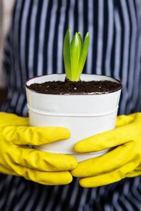 A girl in yellow gloves holding a transplanted hyacinth in a pot against the background of a striped apron. A girl in yellow gloves holding a transplanted hyacinth in a pot against the background of a striped apron ,model released, Symbolfoto Copyright: xZoonar.com SergiyxArtsabax 16790702 ,model released, Symbolfoto ,property released