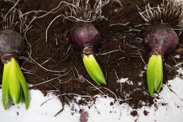 Hyacinth bulbs lie on the ground, transplanted into a pot. Spring mood. View from above. Hyacinth bulbs lie on the ground, transplanted into a pot. Spring mood. View from above ,model released, Symbolfoto Copyright: xZoonar.com SergiyxArtsabax 16790719 ,model released, Symbolfoto ,property released