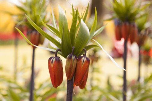 A selective focus shot of a single stem of Fritillaria Imperialis aurora 650776 RECORD DATE NOT STATED