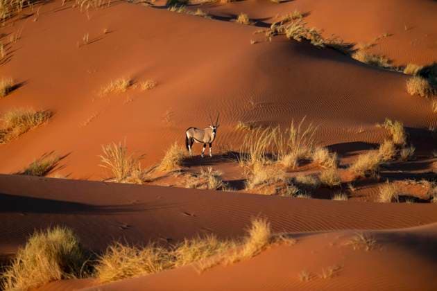 Creative Highlights World Oryxantilope steht auf einer roten Sanddüne, Spießbock (Oryx gazella) bei Sonnenuntergang, Namib Wüste, NamibRand Nature Reserve, Namibia, Afrika *** Oryx antelope is at a Red Sand dune, Spittoon Oryx Gazella at Sunset, Namib Desert, NamibRim Nature Reserve, Namibia, Africa Copyright: imageBROKER MaraxBrandl ibxmab09942978.jpg