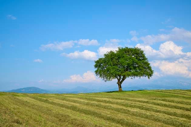  Einzelner Eichen Baum auf einer gemähten Wiese unter einem blauen Himmel mit vereinzelten Wolken, Burgistein, Thun, Bern, Schweiz, Europa *** single Oaks Tree at a mowed Meadow at a blue Sky with sporadic Clouds, Burgistein, Thun, Berne, Switzerland, Europe Copyright: imageBROKER/RaimundxLinke ibxrde09774824.jpg