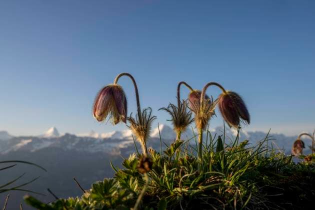  Alpen-Kuhschelle (Pulsatilla alpina) mit Berner Alpen im Hintergrund, Interlaken, Berner Oberland, Schweiz, Europa *** Alps Kuhschelle Pulsatilla Alpina with Berner Alps at Background, Interlaken, Berner Oberland, Switzerland, Europe Copyright: imageBROKER/RobertxSeitz ibxsei09956444.jpg