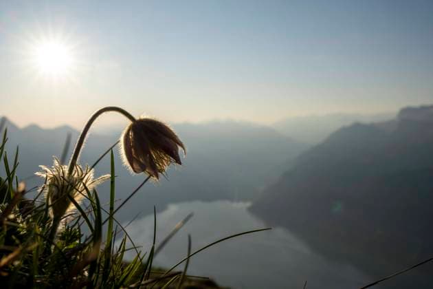  Alpen-Kuhschelle (Pulsatilla alpina) mit Berner Alpen im Hintergrund, Interlaken, Berner Oberland, Schweiz, Europa *** Alps Kuhschelle Pulsatilla Alpina with Berner Alps at Background, Interlaken, Berner Oberland, Switzerland, Europe Copyright: imageBROKER/RobertxSeitz ibxsei09956458.jpg