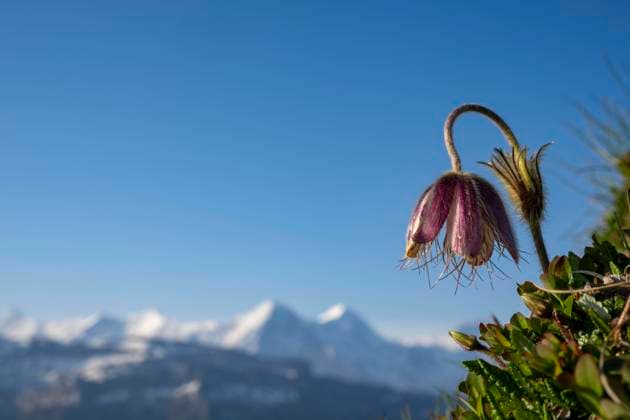  Alpen-Kuhschelle (Pulsatilla alpina) mit Berner Alpen im Hintergrund, Interlaken, Berner Oberland, Schweiz, Europa *** Alps Kuhschelle Pulsatilla Alpina with Berner Alps at Background, Interlaken, Berner Oberland, Switzerland, Europe Copyright: imageBROKER/RobertxSeitz ibxsei09956464.jpg