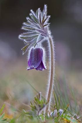  Wiesen Kuhschelle (Pulsatilla pratensis) (Anemone pratensis), blüht im Frühjahr, Vorkommen in Mittel und Osteuropa *** Meadows Kuhschelle Pulsatilla pratensis Anemone pratensis , blooms at Spring, Occurrence in medium and Eastern Europe Copyright: imageBROKER/alimdix/xArterrax/xSven-ErikxArndt ibltsm09994229.jpg