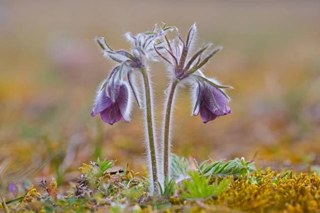  Wiesen Kuhschelle (Pulsatilla pratensis) (Anemone pratensis), blüht im Frühjahr, Vorkommen in Mittel und Osteuropa *** Meadows Kuhschelle Pulsatilla pratensis Anemone pratensis , blooms at Spring, Occurrence in medium and Eastern Europe Copyright: imageBROKER/alimdix/xArterrax/xSven-ErikxArndt ibltsm09994233.jpg