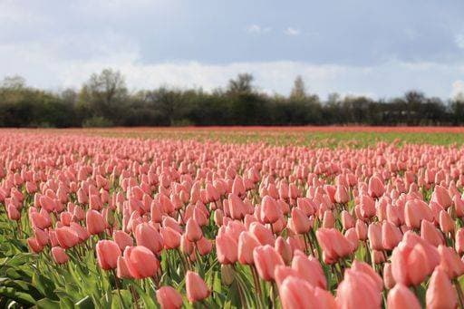 A gorgeous field filled with beautiful pink tulips during daylight 695059 RECORD DATE NOT STATED