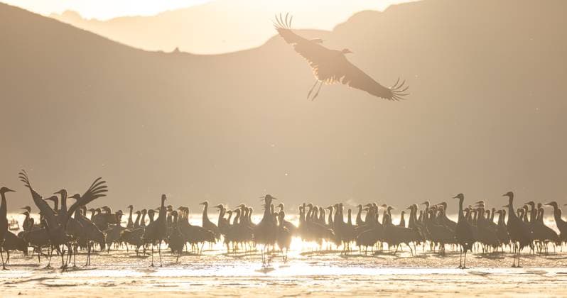 Bilder des Jahres 2023, Entertainment 12 Dezember Entertainment Themen der Woche KW52 (231230) -- LHASA, Dec. 30, 2023 -- This photo taken on Dec. 30, 2023 shows black-necked cranes at a reservoir in Lhunzhub County of Lhasa, southwest China s Xizang Autonomous Region. With the average altitude reaching around 4,200 meters, Lhunzhub County is one of the main habitats for black-necked cranes to spend winter. (Photo by Xinhua) CHINA-XIZANG-LHASA-BLACK-NECKED CRANES (CN) TenzinxNyida 