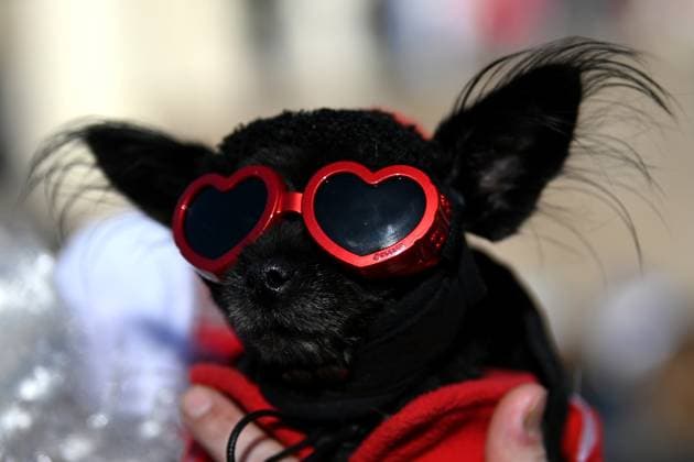 Entertainment Themen der Woche KW52 News Bilder des Tages Russia New Year Season Bikers Ride 8591889 30.12.2023 A dog wearing a fancy costume is seen during a New Year bikers parade, in the Black Sea resort of Sochi, Russia. Artur Lebedev Sputnik Sochi Krasnodar region Russia  Copyright: xArturxLebedevx