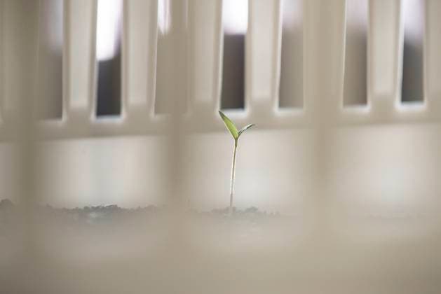 Shortly sprouting potted plant Shortly sprouting potted plant. White pot ,model released, Symbolfoto Copyright: xZoonar.com DeyanxGeorgievx 9846076 ,model released, Symbolfoto ,property released