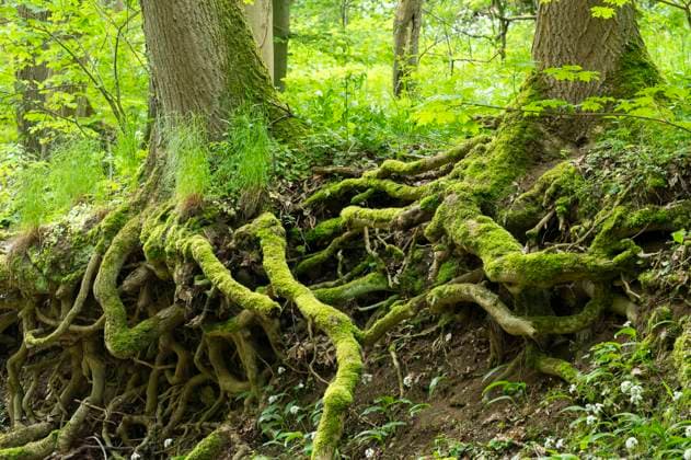 Baumstämme, mit Moos bewachsene Wurzeln, Erdboden, Thüringen, Deutschland, Europa *** Tree trunks, with Moss overgrown Roots, Soil, Thuringia, Germany, Europe Copyright: imageBROKER/FrankxSommariva ibxfso09996950.jpg