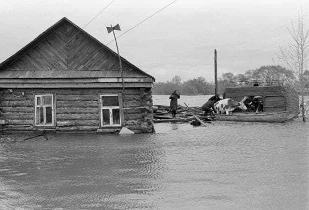 Bashkir ASSR, USSR. Rescue service members assist in transporting livestock during the flood. Viktor Vonog TASS  18404331