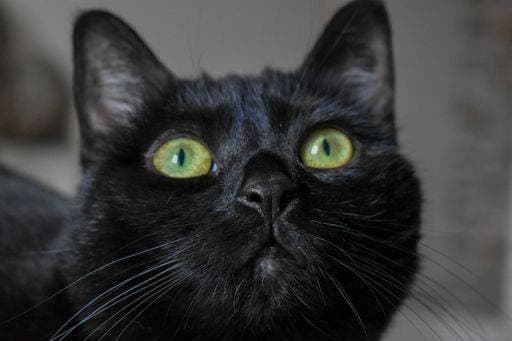A black Bombay cat with bright green eyes laying on the bed 707745 RECORD DATE NOT STATED
