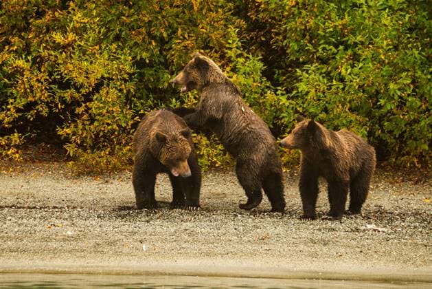 Three cubs play on the lake shore in Alaska Talkeetna, Alaska, United States CR_SALO231229-1313909-01
