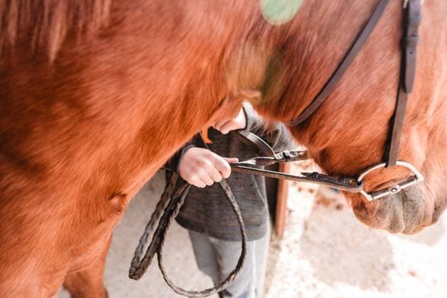 IMAGO Creative, Kinder auf dem Reiterhof Side angle of child leading horse with reins outside Lititz, Pennsylvania, United States R_LIDE231229-1314616-01 ,model released, Symbolfoto