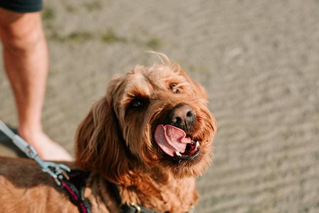 Goldendoodle dog licking its face in the sun on the beach Winnipeg, Manitoba, Canada R_MFBW231229B3-1314402-01