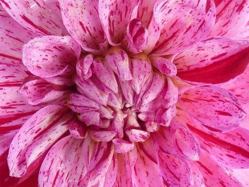 A close up shot of a vibrant pink dahlia flower 748293 RECORD DATE NOT STATED