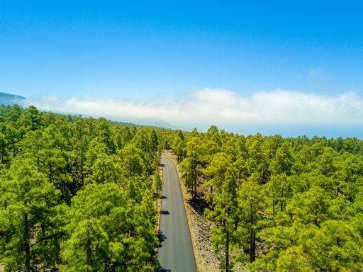An aerial view of an empty road with thick vegetation on both sides with a clear sky background 1037803 RECORD DATE NOT STATED